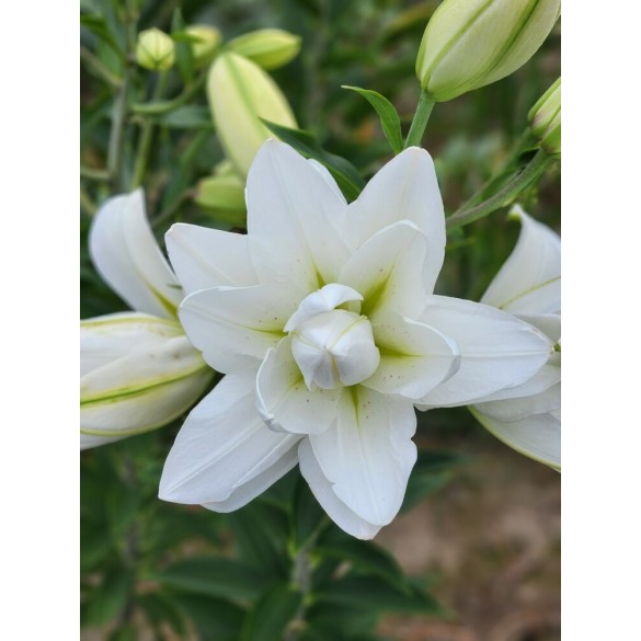 Bulbo Lilium Double Lotus Pure 2pz Kapiteyn