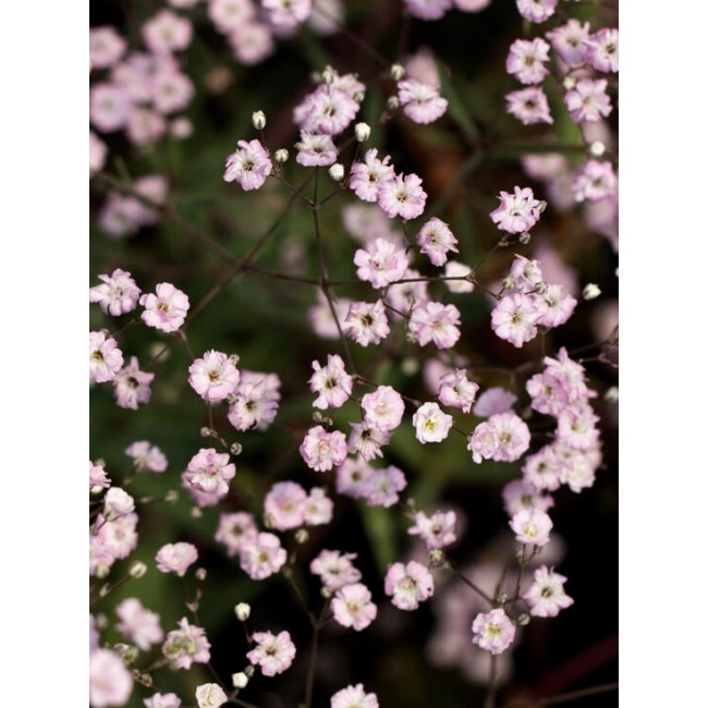 Bulbo Gypsophylla Pink Festival 1pz...