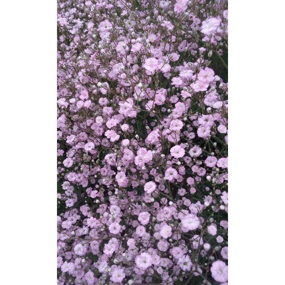 Bulbo Gypsophylla Pink Festival 1pz Kapiteyn