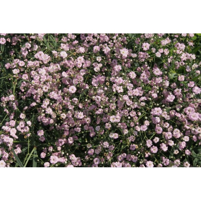 Bulbo Gypsophylla Pink Festival 1pz...