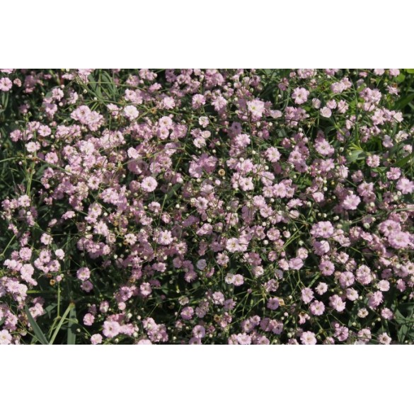 Bulbo Gypsophylla Pink Festival 1pz Kapiteyn