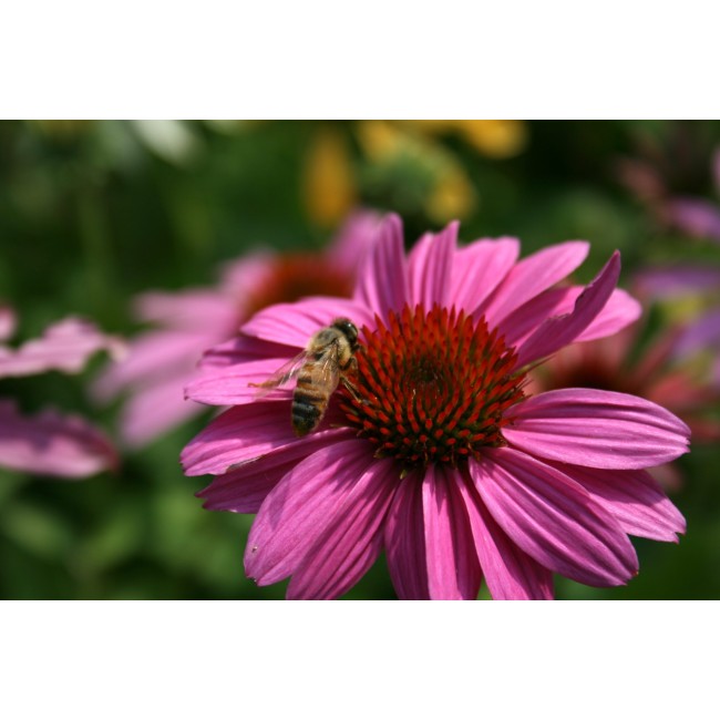 Bulbo Echinaea Purpurea 1pz Kapiteyn