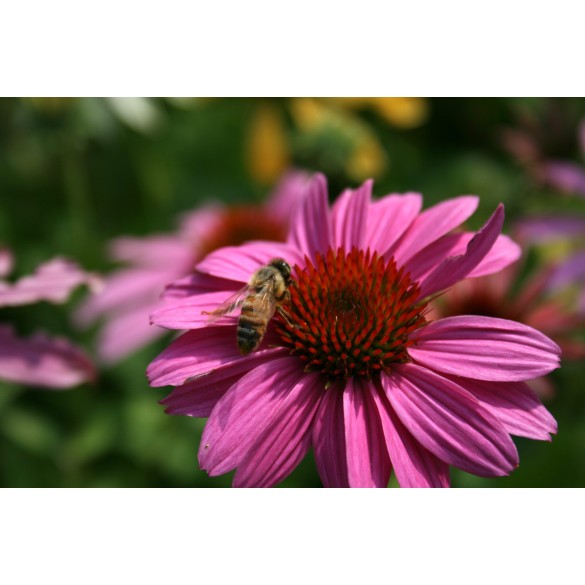 Bulbo Echinaea Purpurea 1pz Kapiteyn