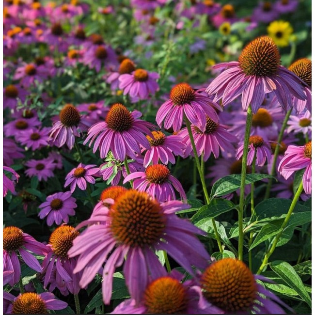 Bulbo Echinaea Purpurea 1pz Kapiteyn