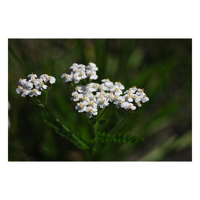 Bulbo Achillea Millefolium 1pz Kapiteyn