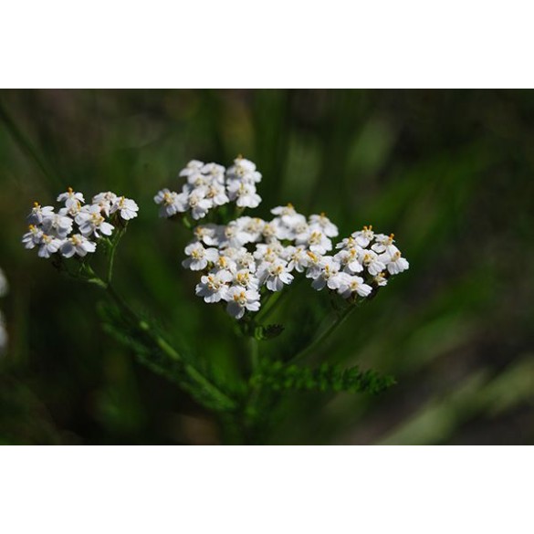 Bulbo Achillea Millefolium 1pz Kapiteyn