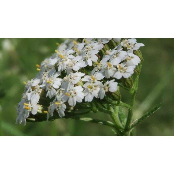 Bulbo Achillea Millefolium 1pz Kapiteyn