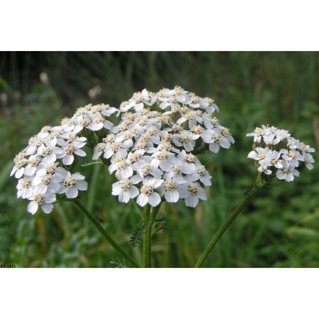 Bulbo Achillea Millefolium 1pz Kapiteyn