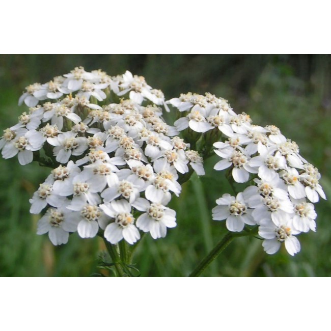 Bulbo Achillea Millefolium 1pz Kapiteyn