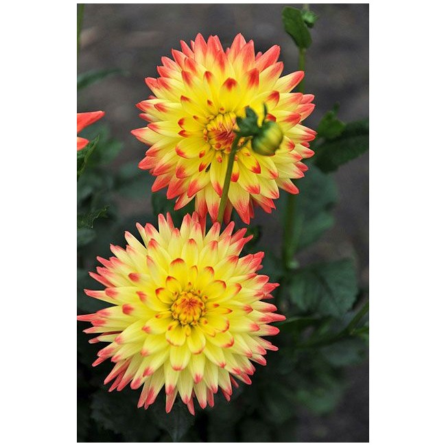 Bulbo Dahlia Isidora 1pz Kapiteyn