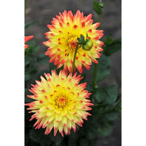 Bulbo Dahlia Isidora 1pz Kapiteyn