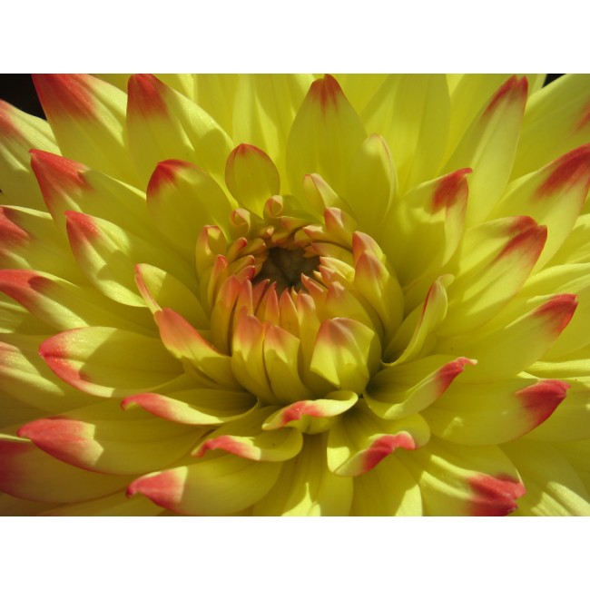 Bulbo Dahlia Isidora 1pz Kapiteyn