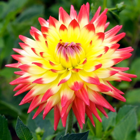Bulbo Dahlia Isidora 1pz Kapiteyn