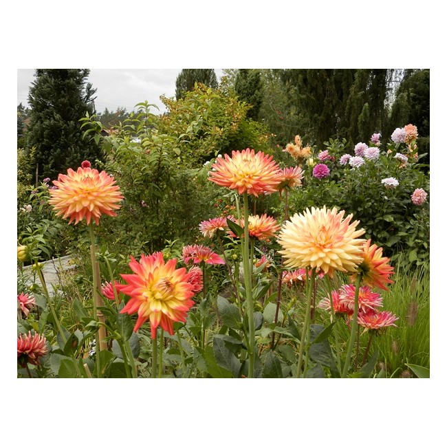 Bulbo Dahlia Isidora 1pz Kapiteyn