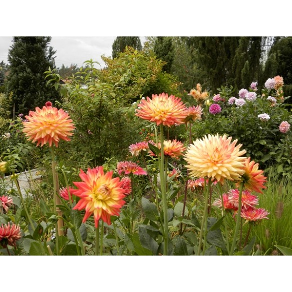 Bulbo Dahlia Isidora 1pz Kapiteyn