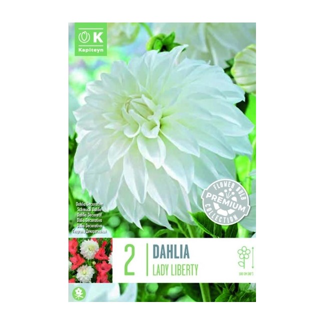 Bulbo Dalia Decorativa Lady Liberty...