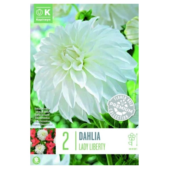 Bulbo Dalia Decorativa Lady Liberty 2pz Kapiteyn