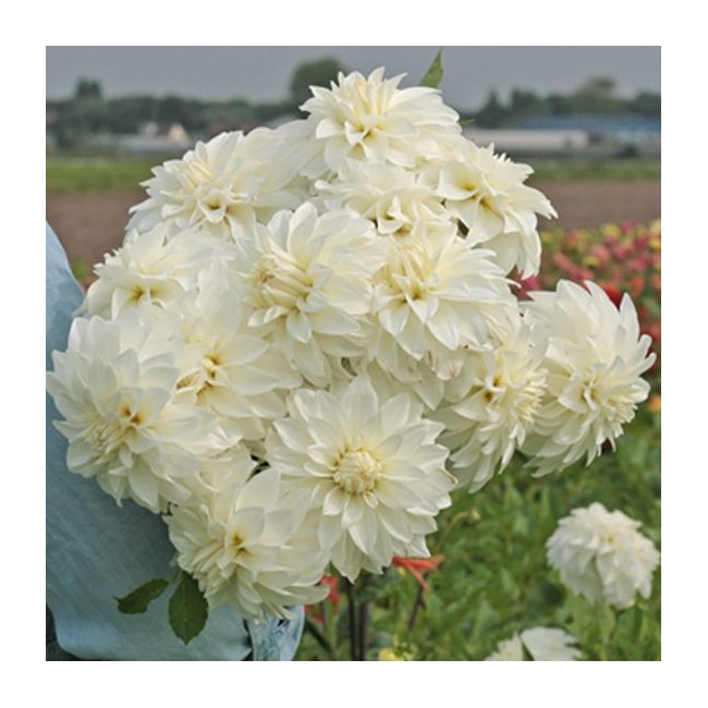 Bulbo Dalia Decorativa Lady Liberty...