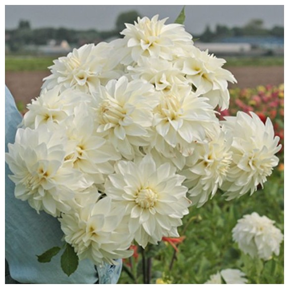 Bulbo Dalia Decorativa Lady Liberty 2pz Kapiteyn