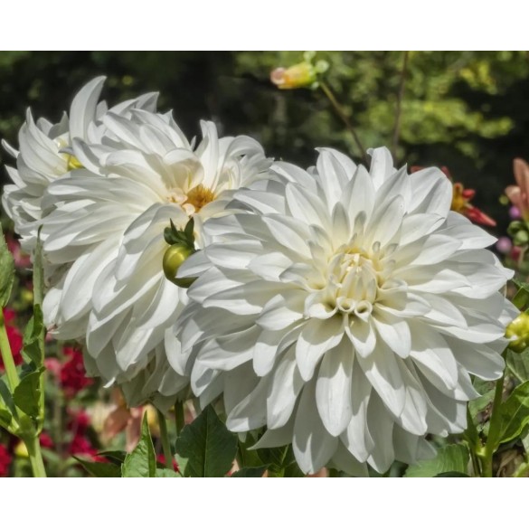 Bulbo Dalia Decorativa Lady Liberty 2pz Kapiteyn