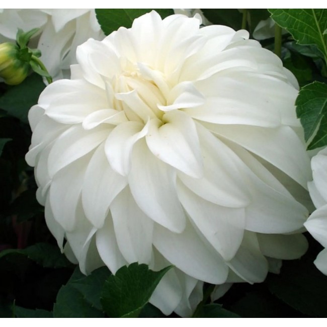 Bulbo Dalia Decorativa Lady Liberty...