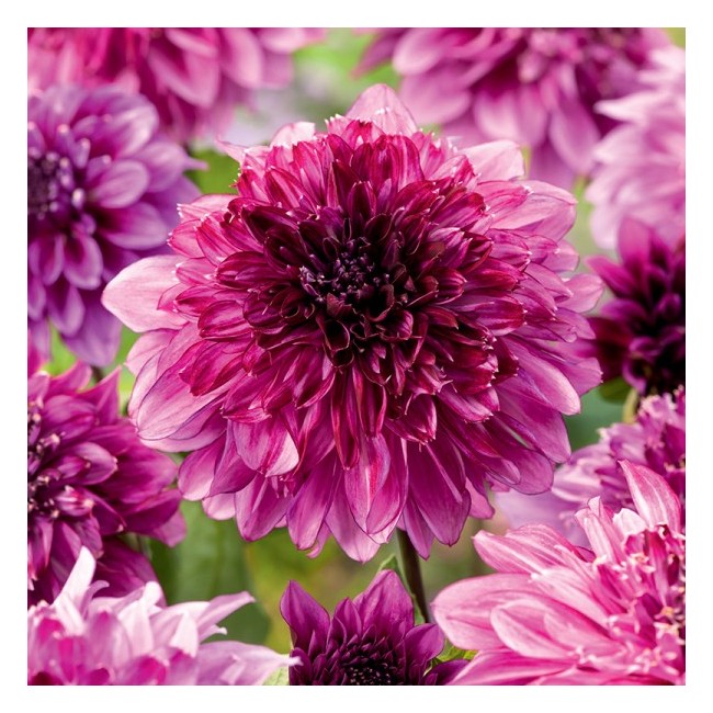 Bulbo Dalia Richards Fortune 2pz...