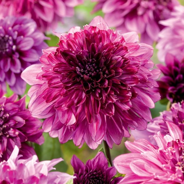 Bulbo Dalia Richards Fortune 2pz Kapiteyn