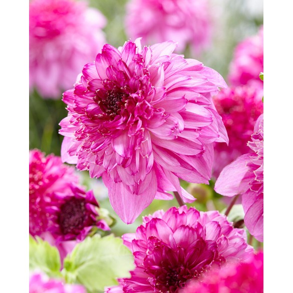 Bulbo Dalia Richards Fortune 2pz Kapiteyn