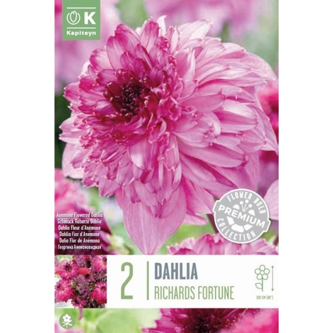 Bulbo Dalia Richards Fortune 2pz...