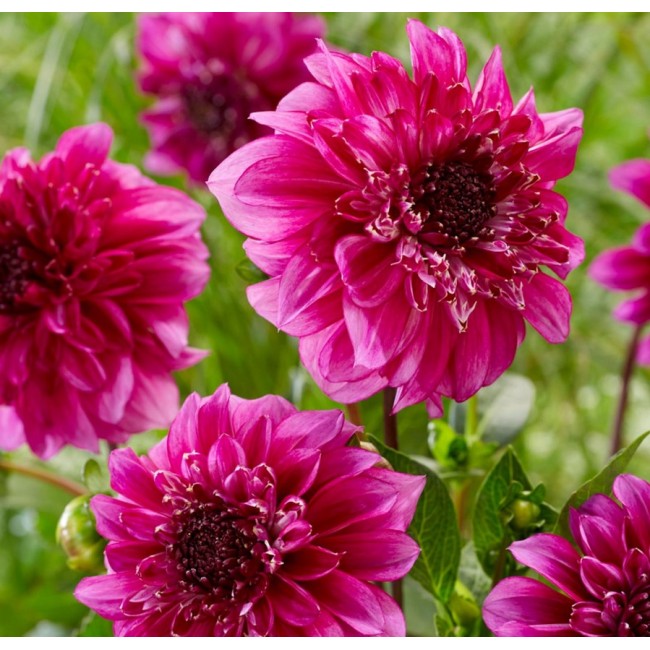 Bulbo Dalia Richards Fortune 2pz...