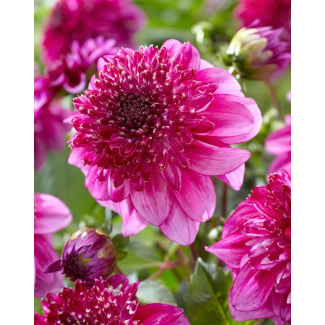 Bulbo Dalia Richards Fortune 2pz...