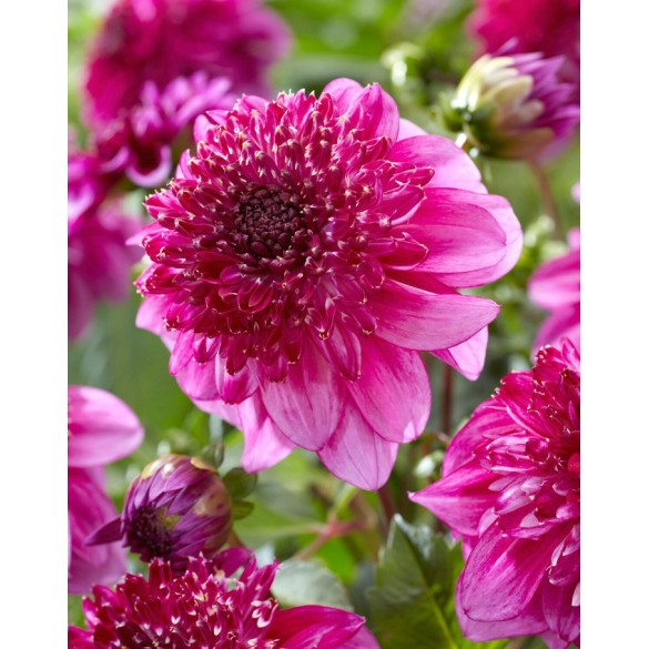 Bulbo Dalia Richards Fortune 2pz Kapiteyn