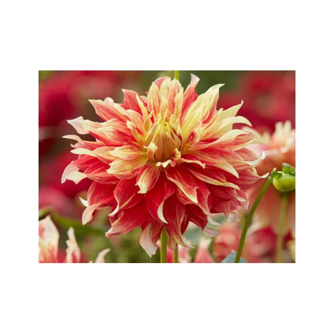 Bulbo Dahlia Decorativa Orange...