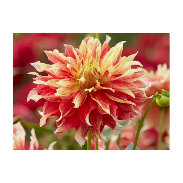 Bulbo Dahlia Decorativa Orange Paradise 2pz Kapiteyn