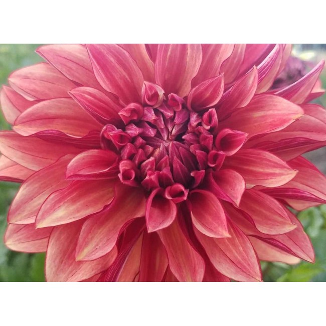 Bulbo Dahlia Decorativa Orange...