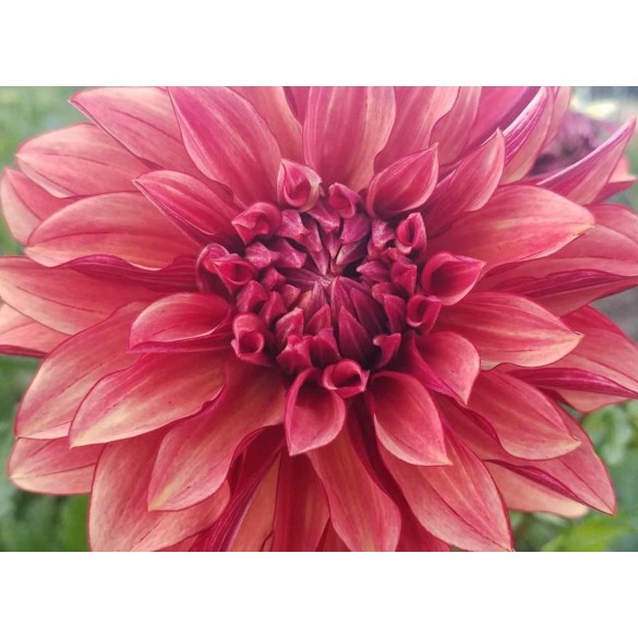 Bulbo Dahlia Decorativa Orange Paradise 2pz Kapiteyn