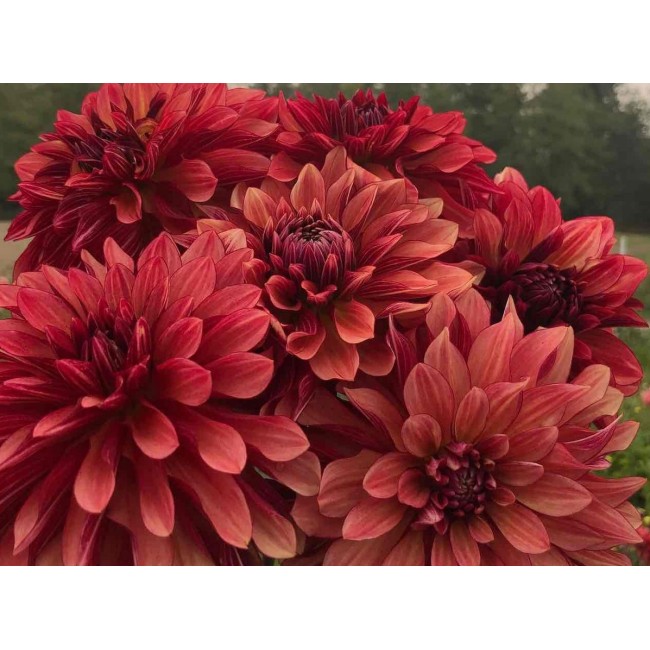 Bulbo Dahlia Decorativa Orange...