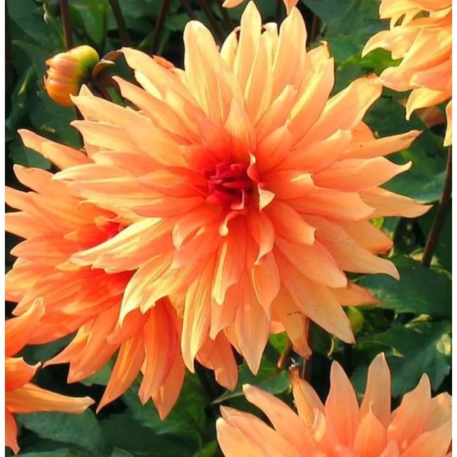 Bulbo Dahlia Decorativa Orange...