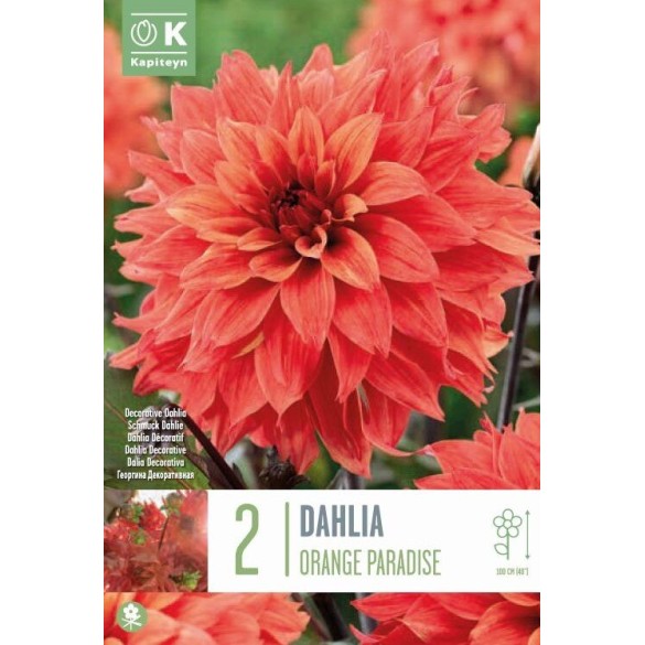 Bulbo Dahlia Decorativa Orange Paradise 2pz Kapiteyn