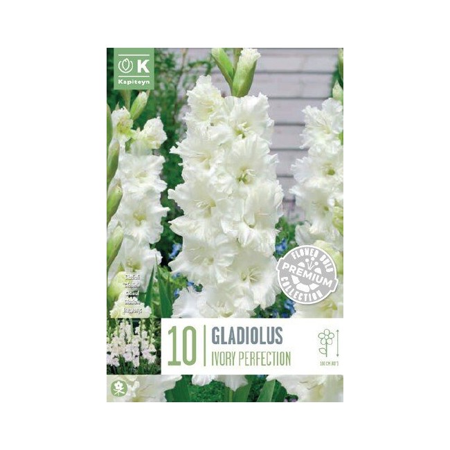 Bulbo Gladiolo Ivory Perfection 10pz...