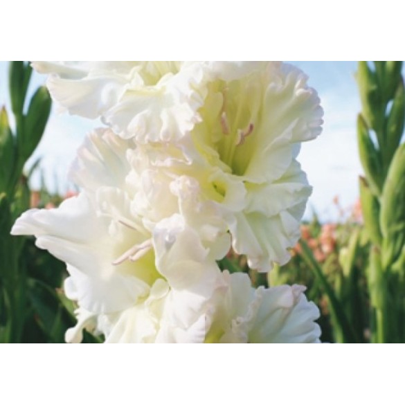 Bulbo Gladiolo Ivory Perfection 10pz Kapiteyn