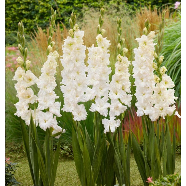 Bulbo Gladiolo Ivory Perfection 10pz...