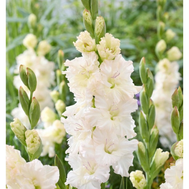 Bulbo Gladiolo Ivory Perfection 10pz...
