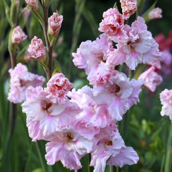 Bulbo Gladiolus Flamencos Soft Innocence 10pz Kapiteyn