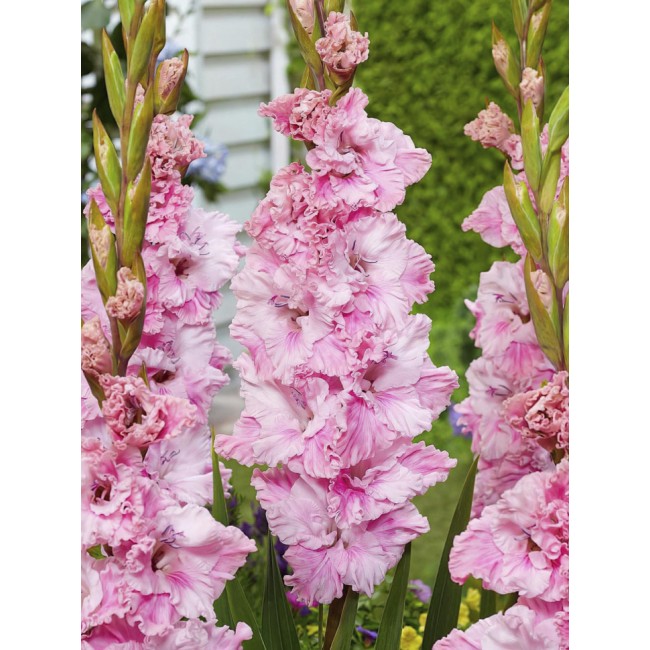 Bulbo Gladiolus Flamencos Soft...