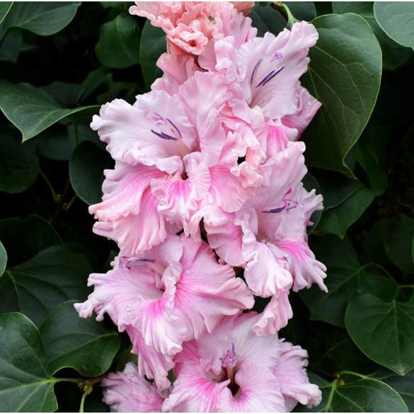 Bulbo Gladiolus Flamencos Soft Innocence 10pz Kapiteyn