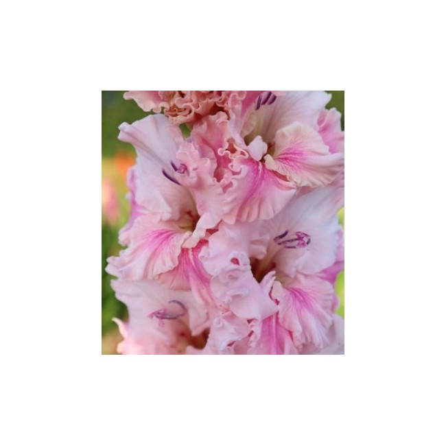 Bulbo Gladiolus Flamencos Soft...