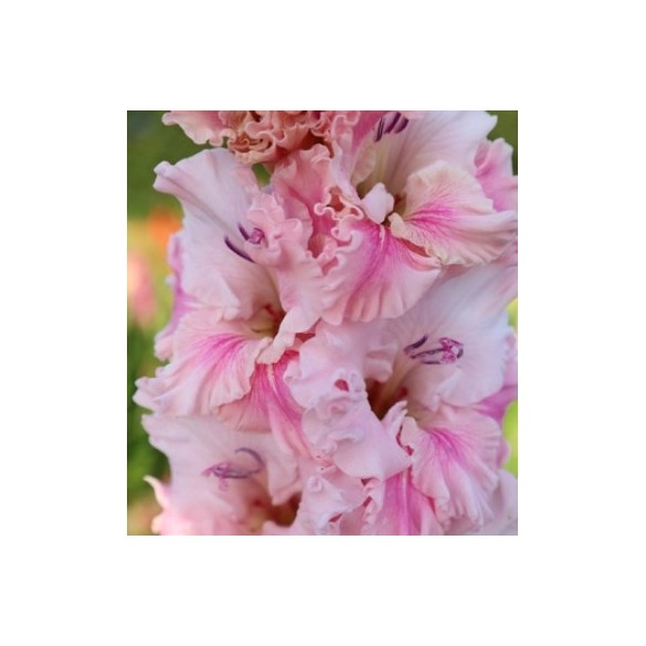Bulbo Gladiolus Flamencos Soft Innocence 10pz Kapiteyn