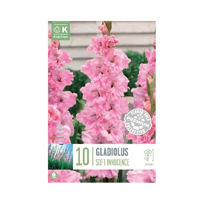 Bulbo Gladiolus Flamencos Soft...