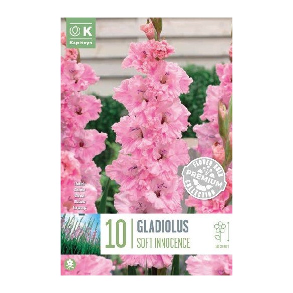Bulbo Gladiolus Flamencos Soft Innocence 10pz Kapiteyn